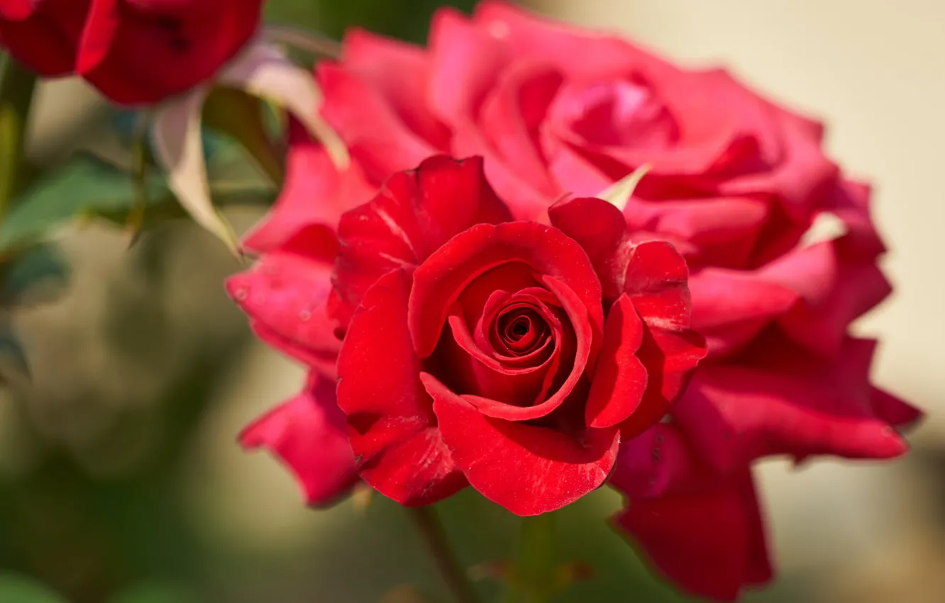 Фото обои макро, розы, лепестки, бутон