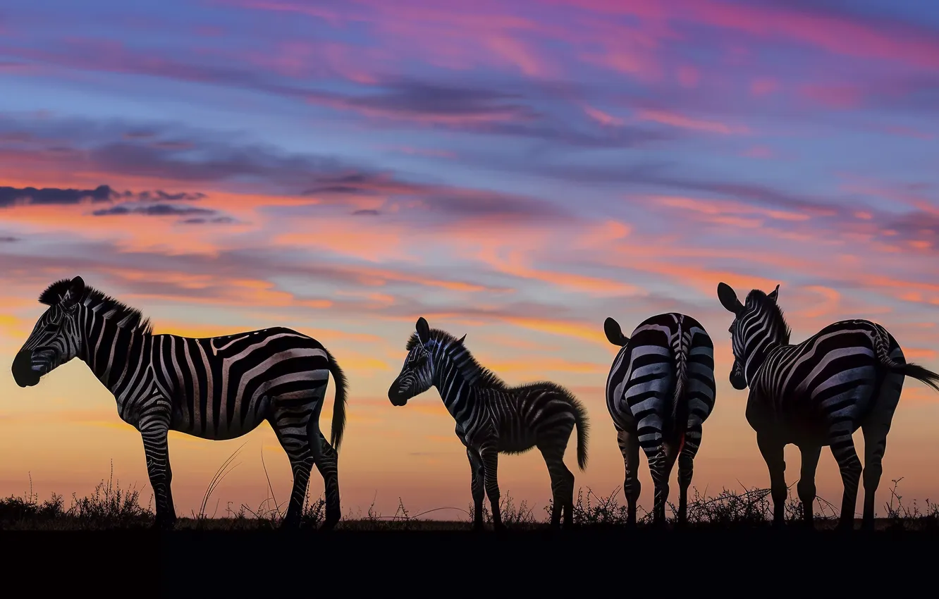 Фото обои animals, Africa, zebra