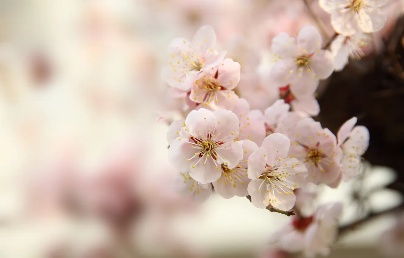 Фото обои макро, дерево, весна, сакура