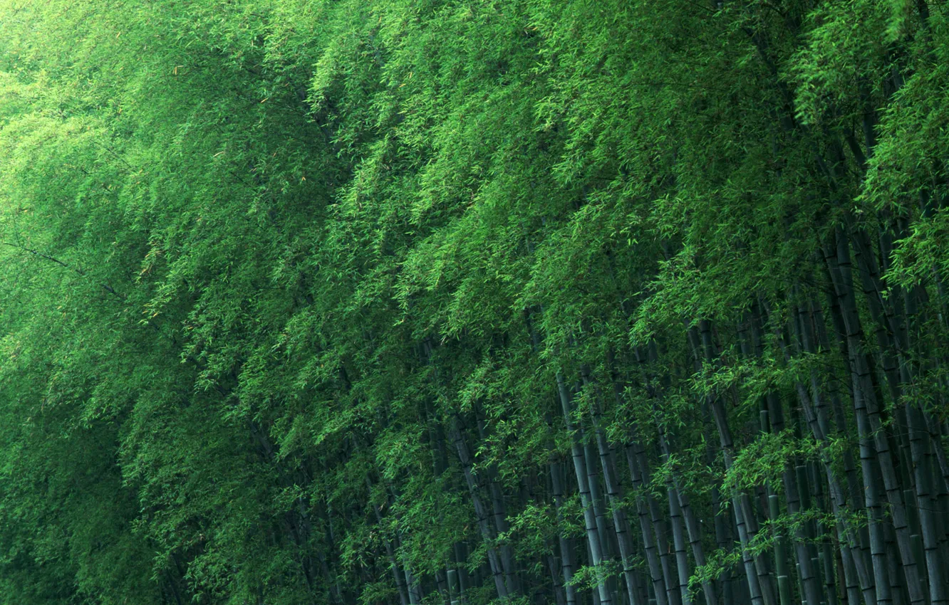 Фото обои деревья, зеленый, бамбук