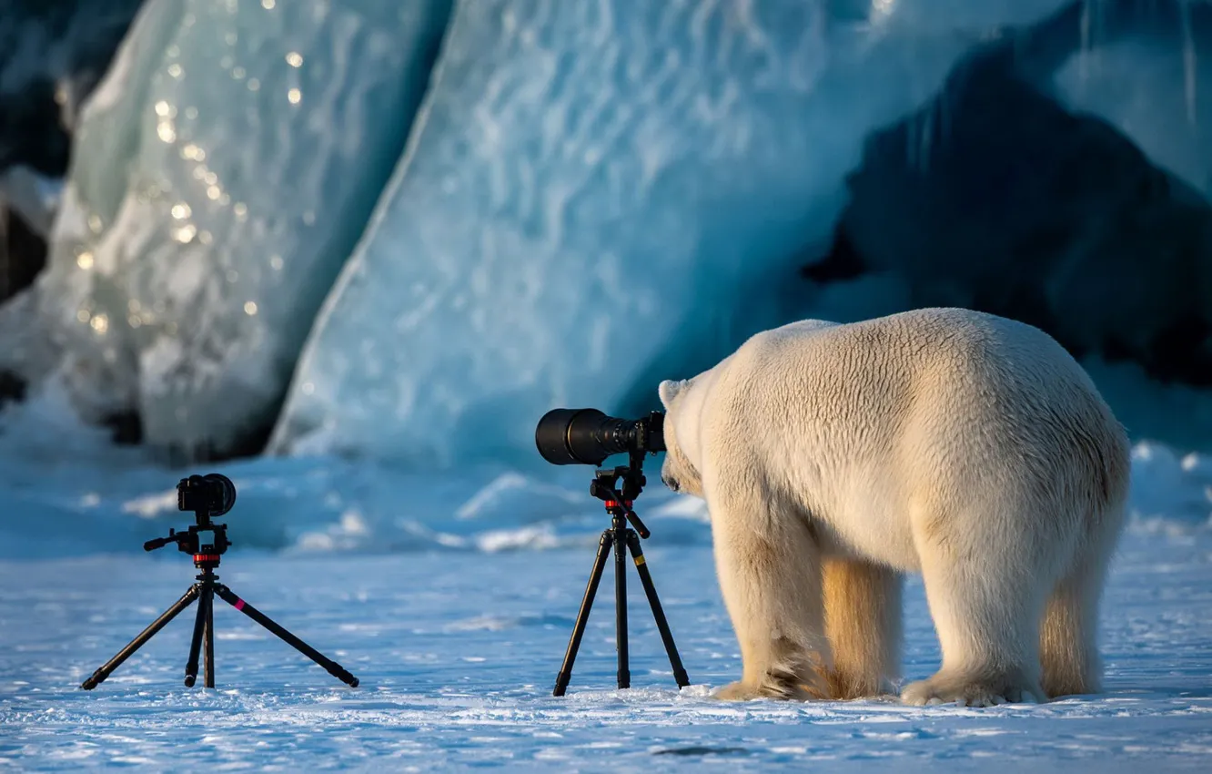 Фото обои зима, белый, фотосъемка, лёд, ледник, медведь, мишка, фотоаппарат