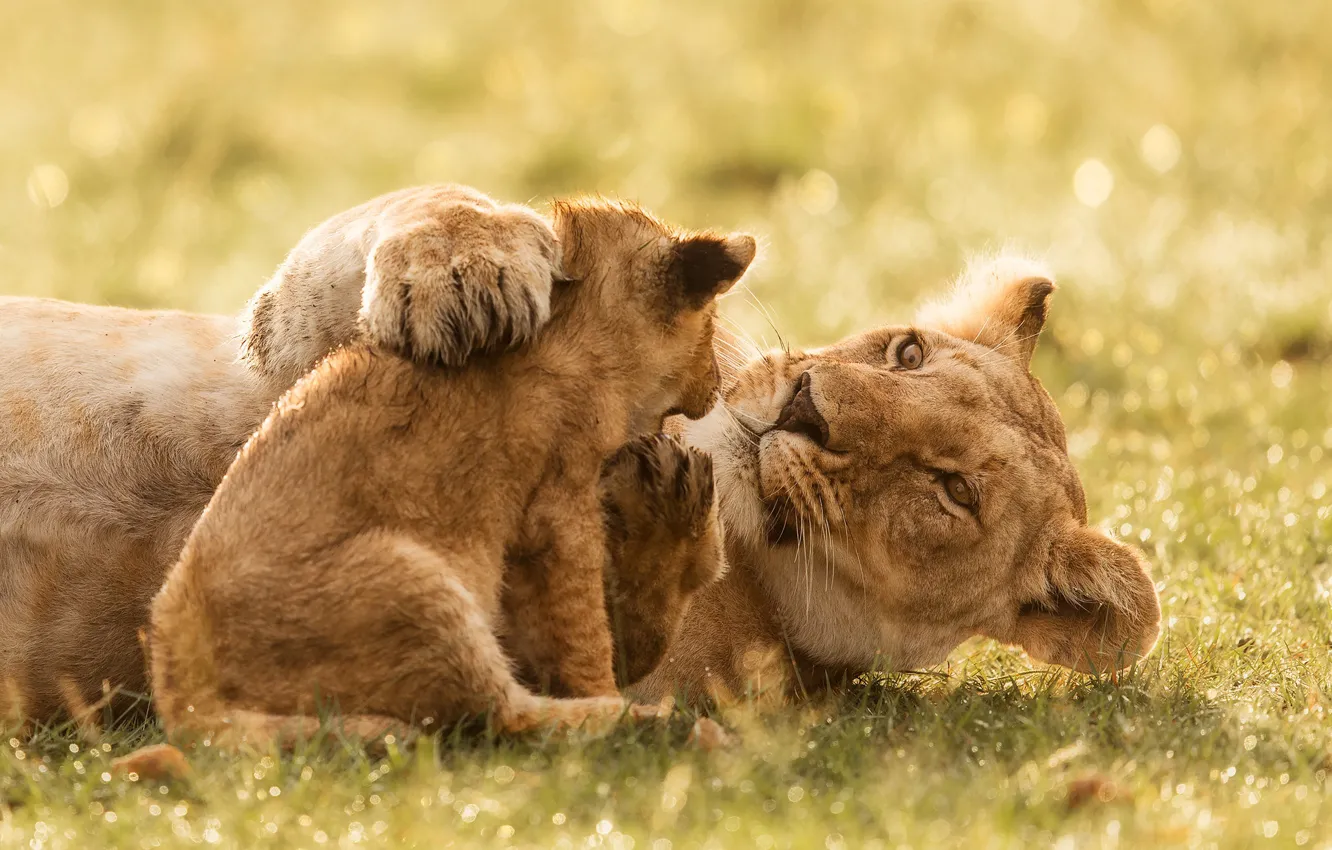 Фото обои детёныш, дикие кошки, львы, львица, львёнок, материнство