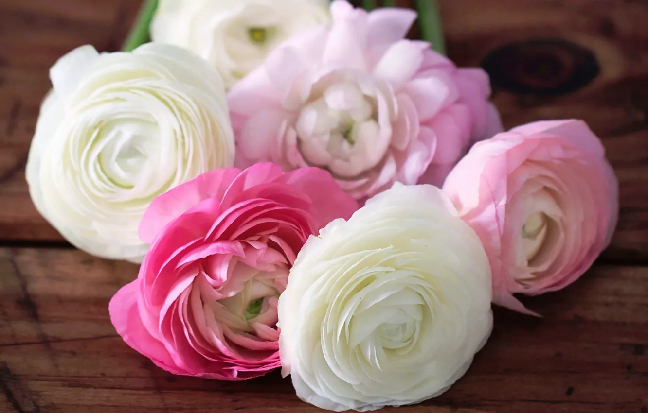 Фото обои цветы, лепестки, розовые, белые, бутоны, лютики, ranunculus