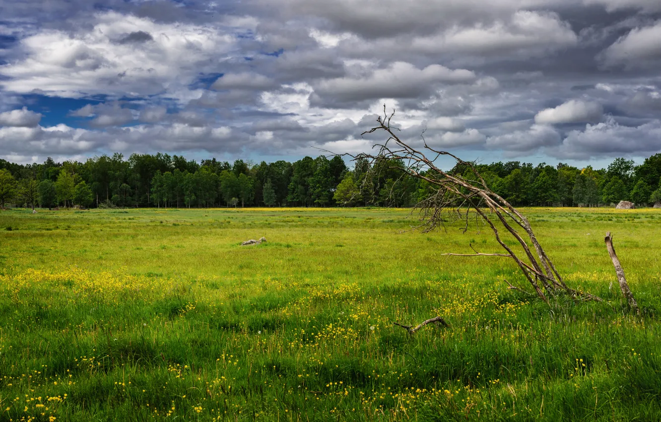 Фото обои поле, деревья, цветы, весна, май, Nature, may, цветение