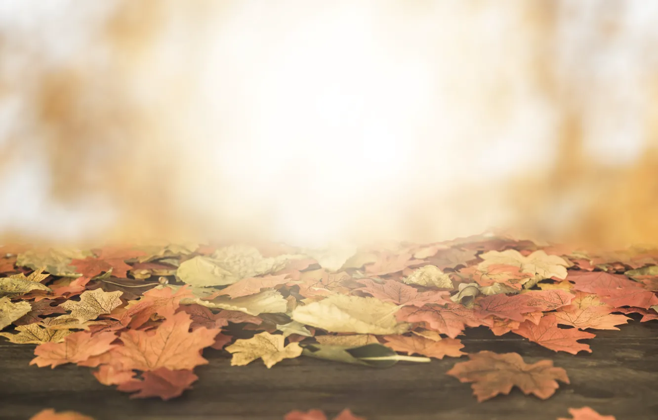 Фото обои осень, листья, солнце, фон, дерево, colorful, wood, background