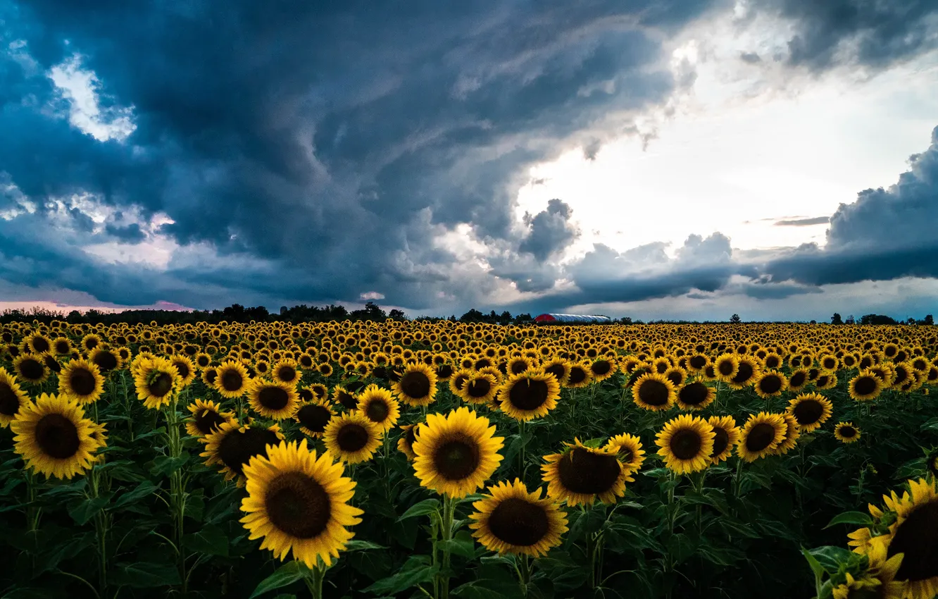 Фото обои поле, лето, облака, свет, подсолнухи, цветы, тучи, природа