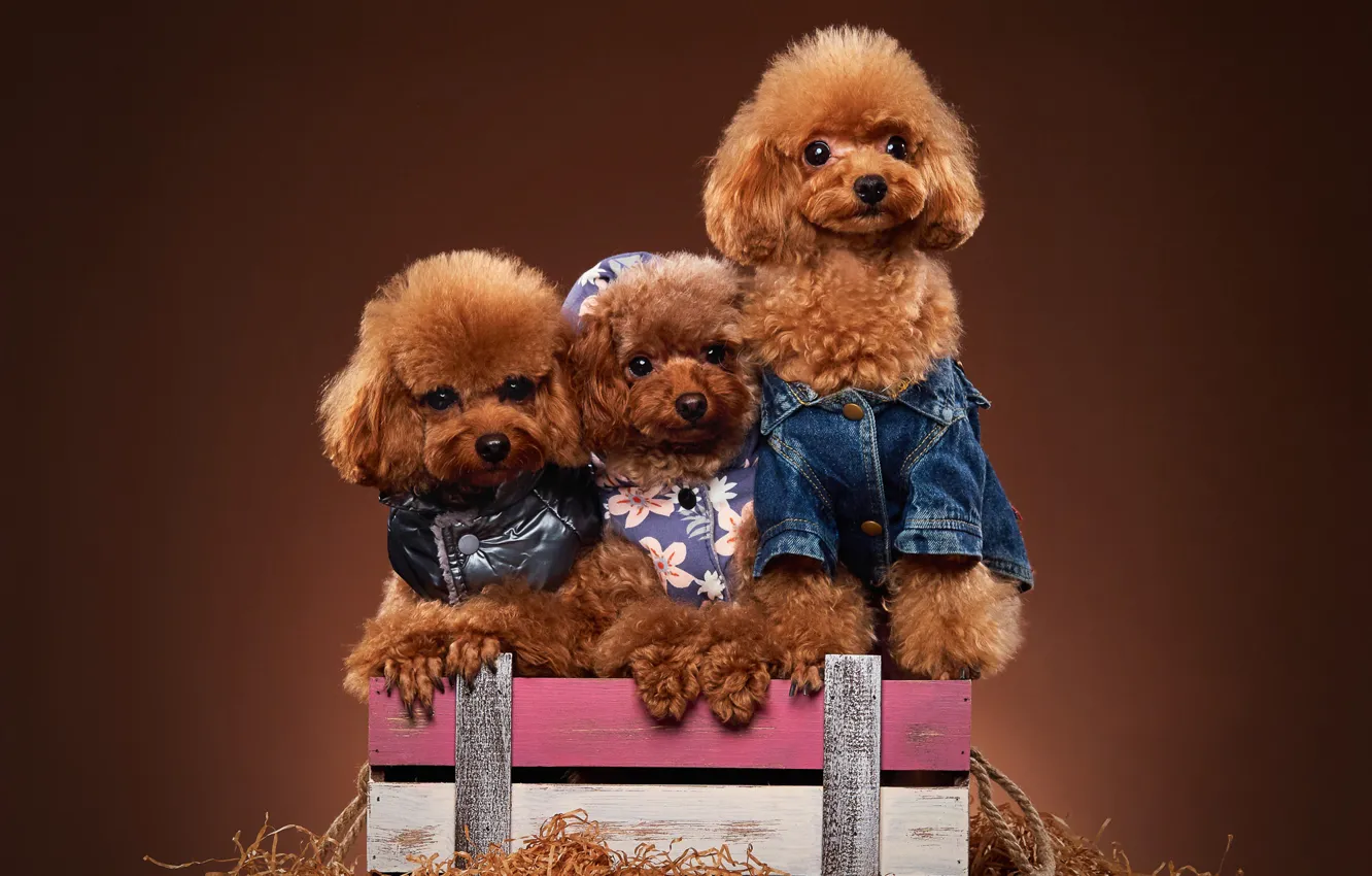 Фото обои собаки, ящик, трио, фотосессия, наряды, троица, пудели, пёсики