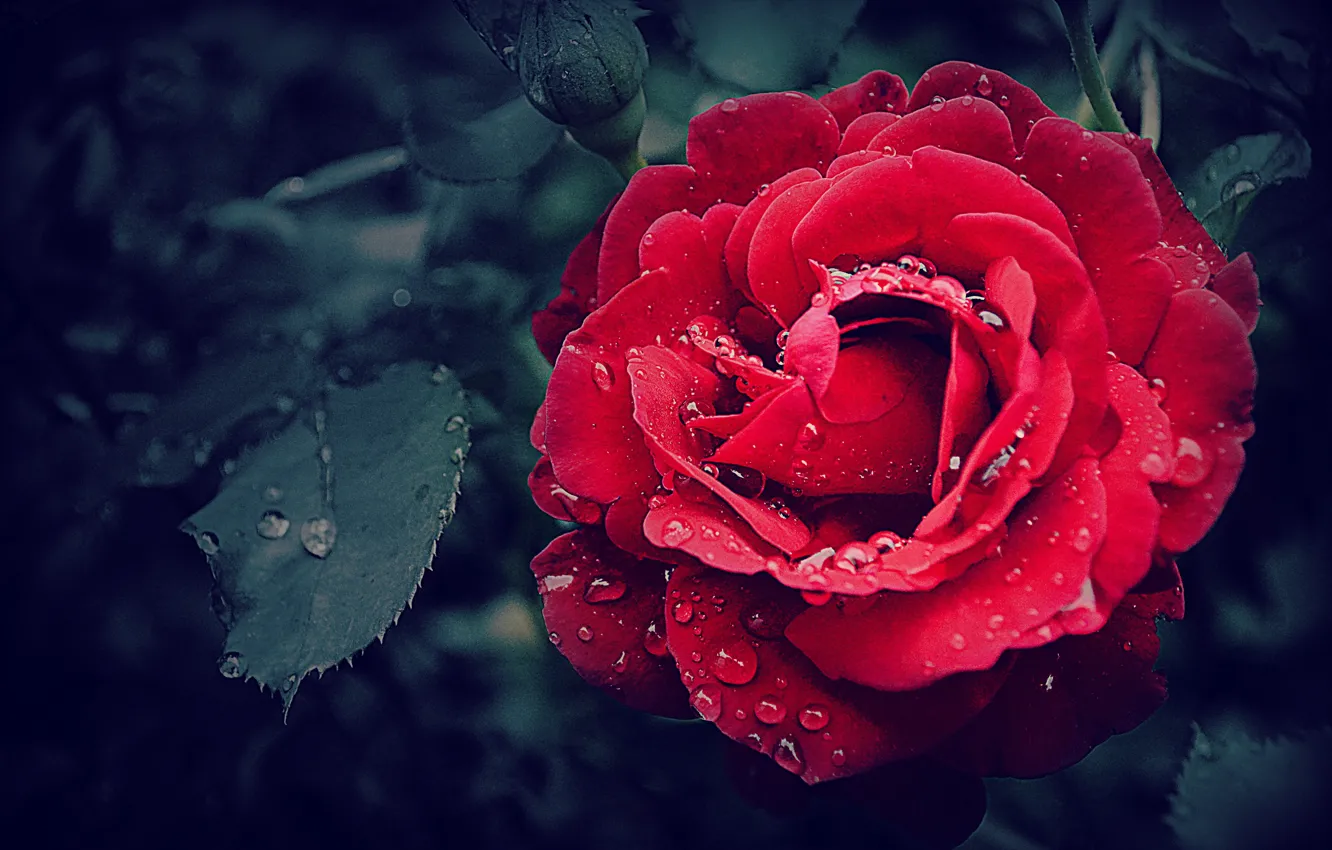 Фото обои цветок, крупный план, роса, роза, красота, rose, flower, close-up