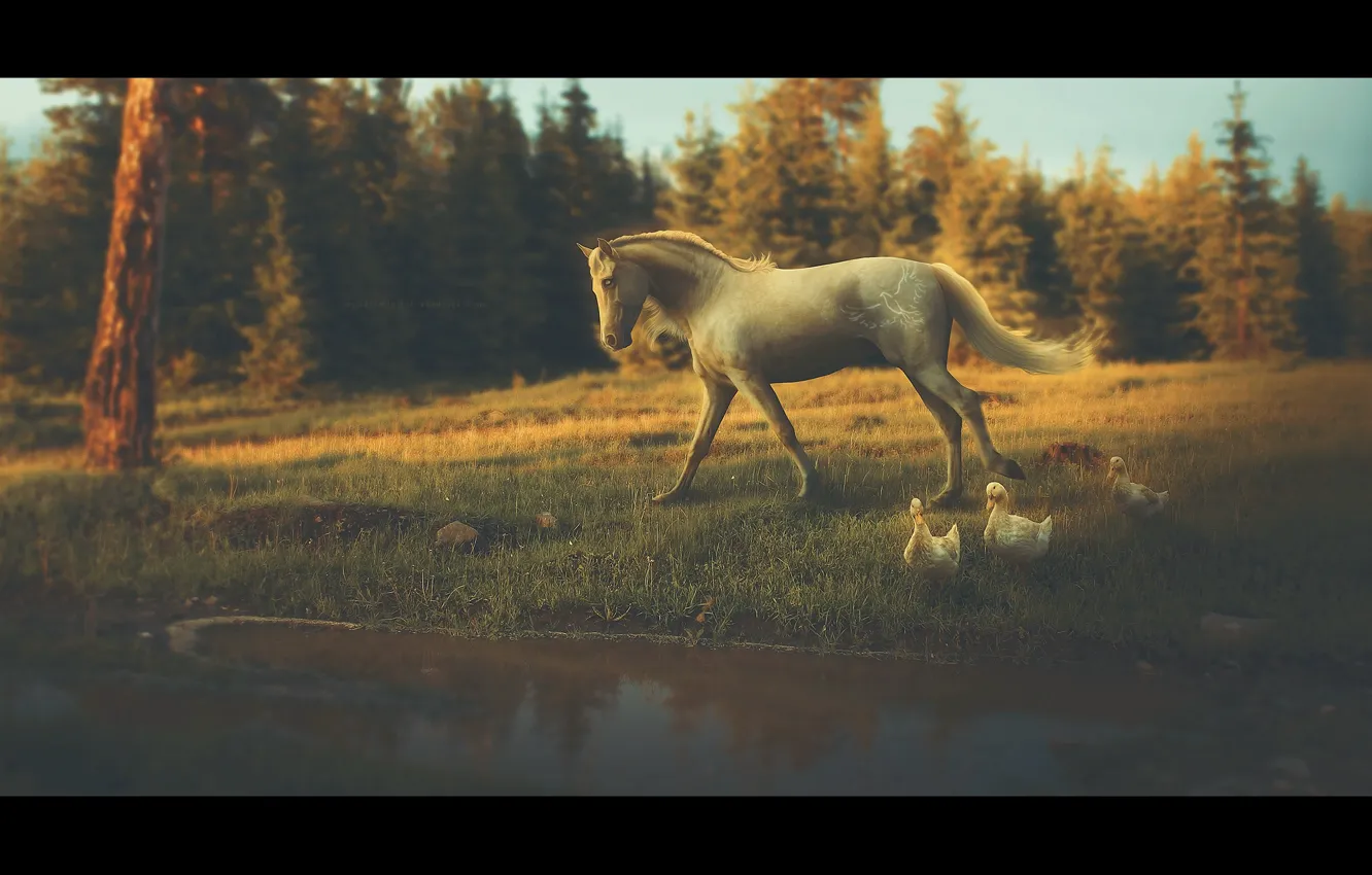 Фото обои лес, природа, пруд, лошадь, утки, by Neverrmind