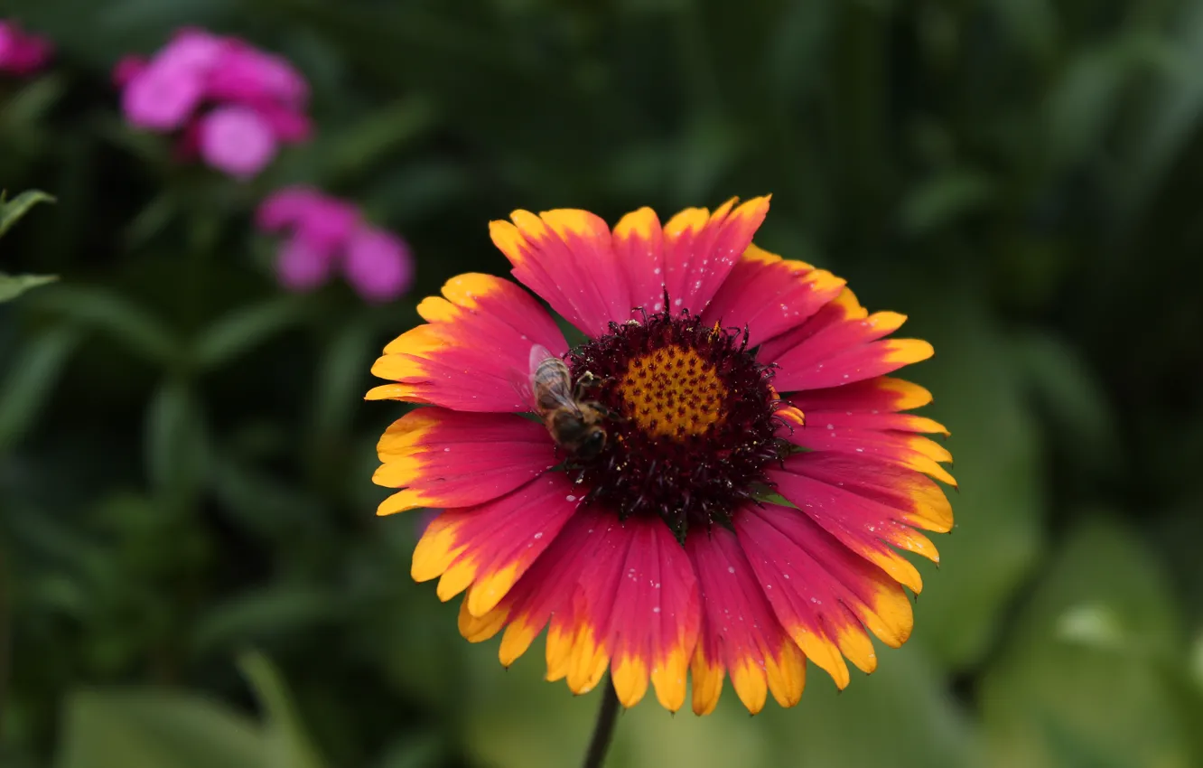 Фото обои Цветы, Пчела, Gaillardia X Grandiflora Arizona Sun, Гайлардия, Гайлардия Аризона Сан