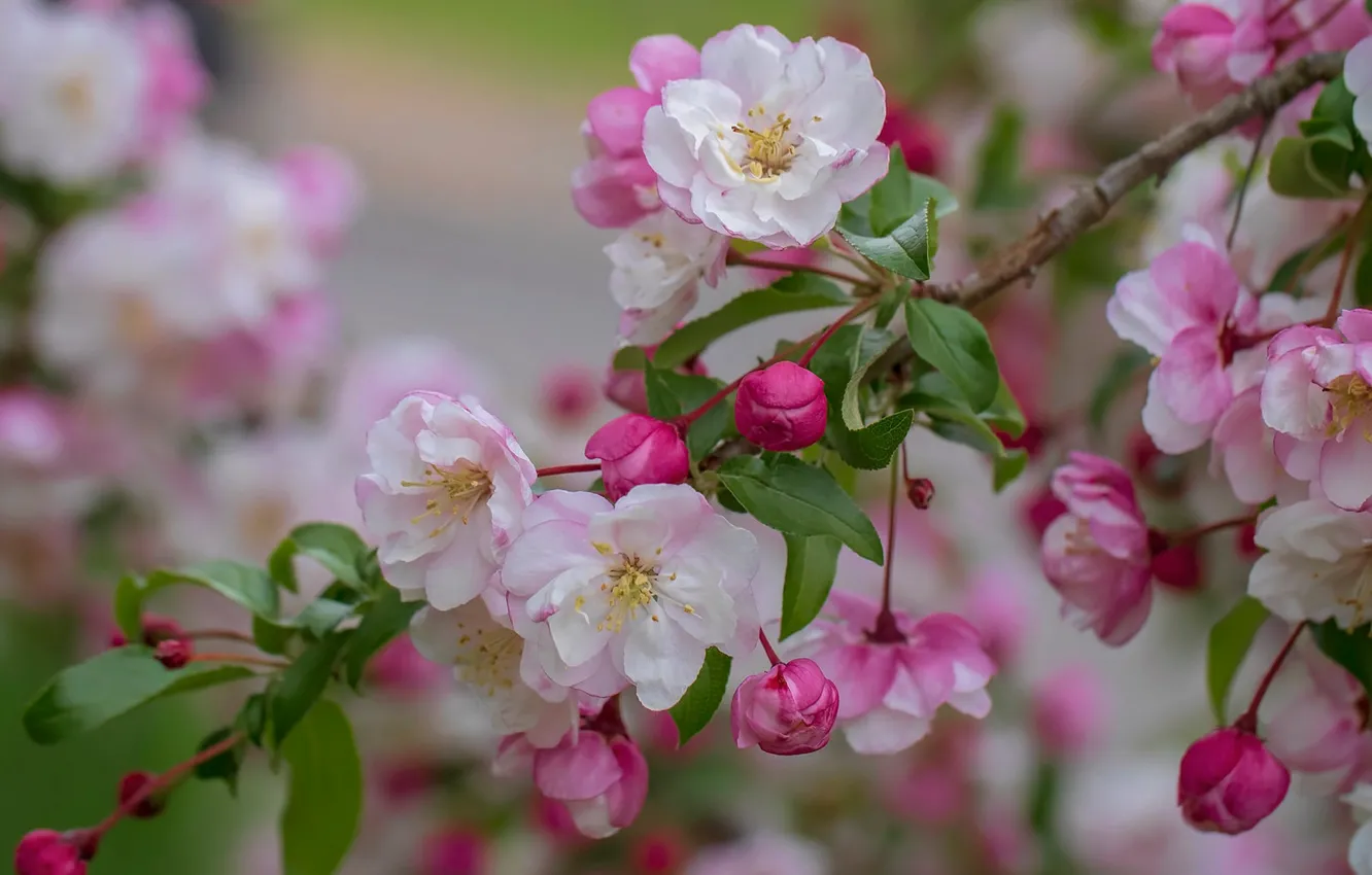 Фото обои макро, ветка, весна, яблоня, цветение, цветки, бутончики