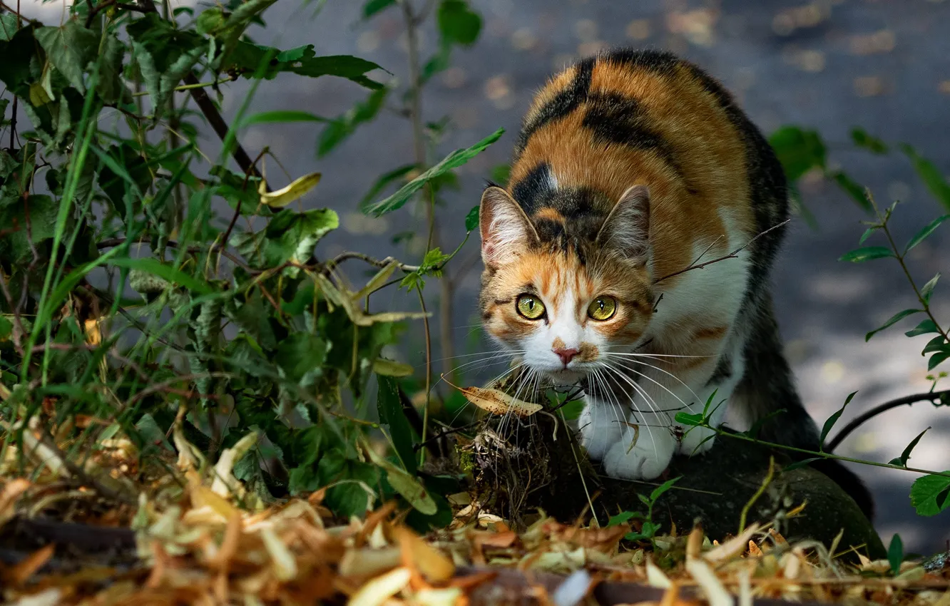 Фото обои осень, кошка, взгляд, морда, листья, свет, природа, поза