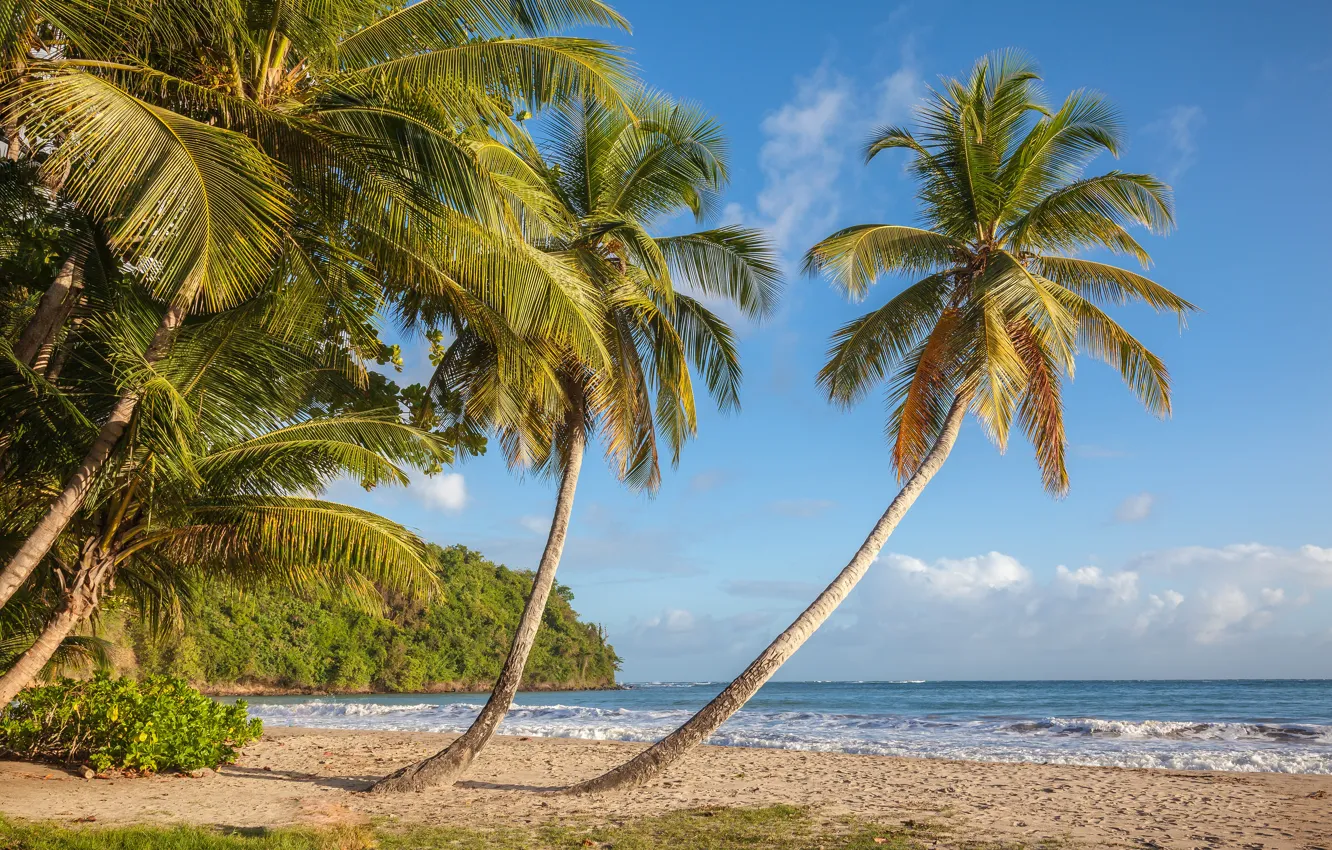Фото обои море, пляж, пальмы, побережье, Карибское море, Caribbean Sea, Grenada, Гренада