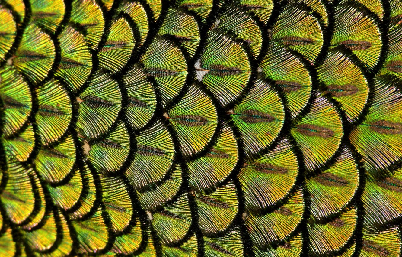 Фото обои макро, перья, Павлин, Peacock