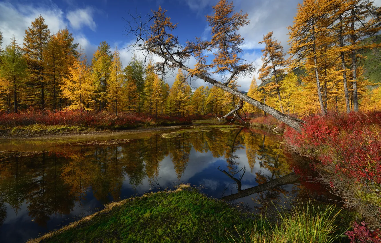 Фото обои деревья, Природа, Колыма, ручей Неведомый, Максим Евдокимов
