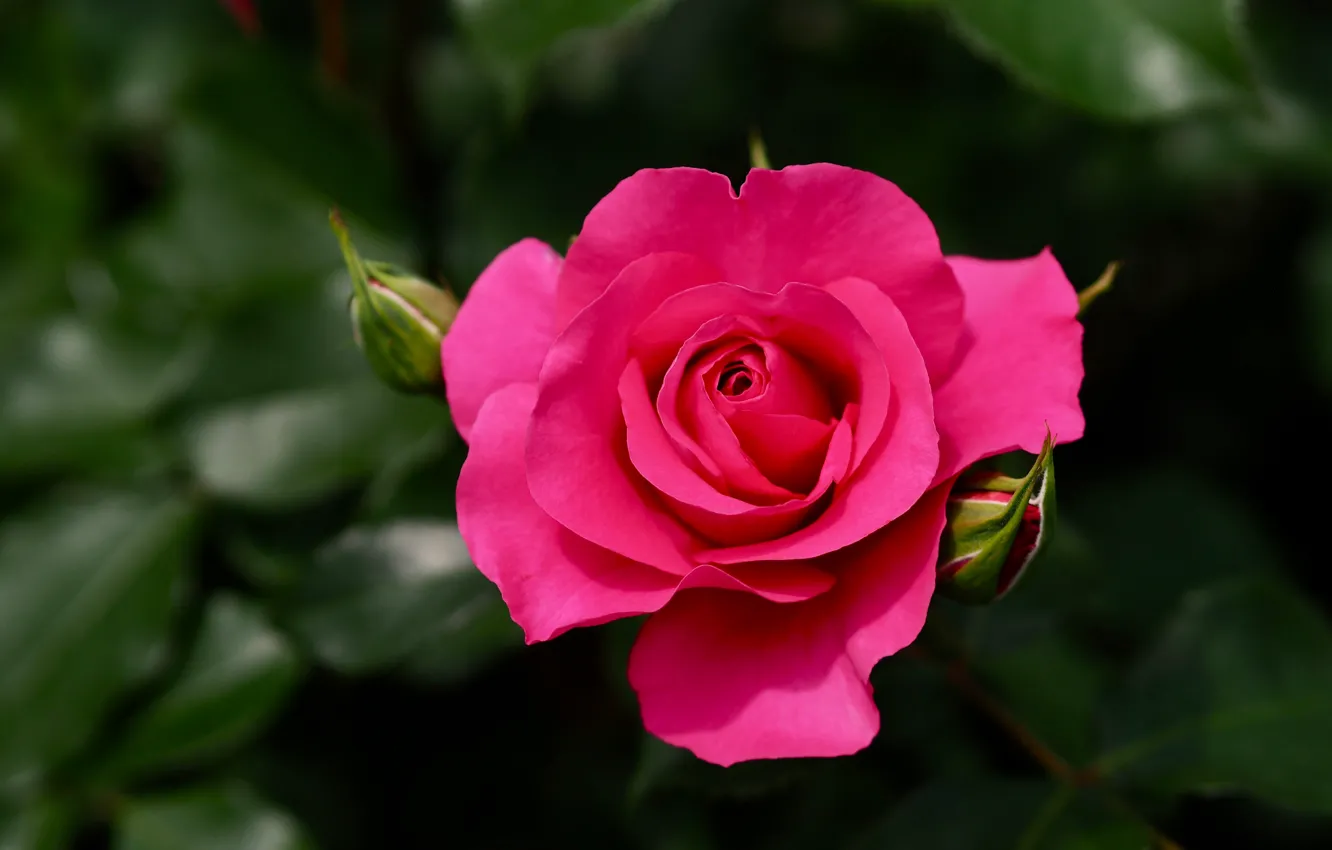 Фото обои листья, цветы, темный фон, яркие, розы, розовые, бутоны