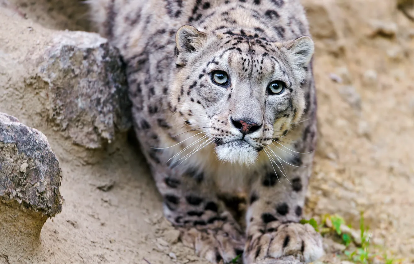 Фото обои кошка, взгляд, морда, ирбис, снежный барс, ©Tambako The Jaguar