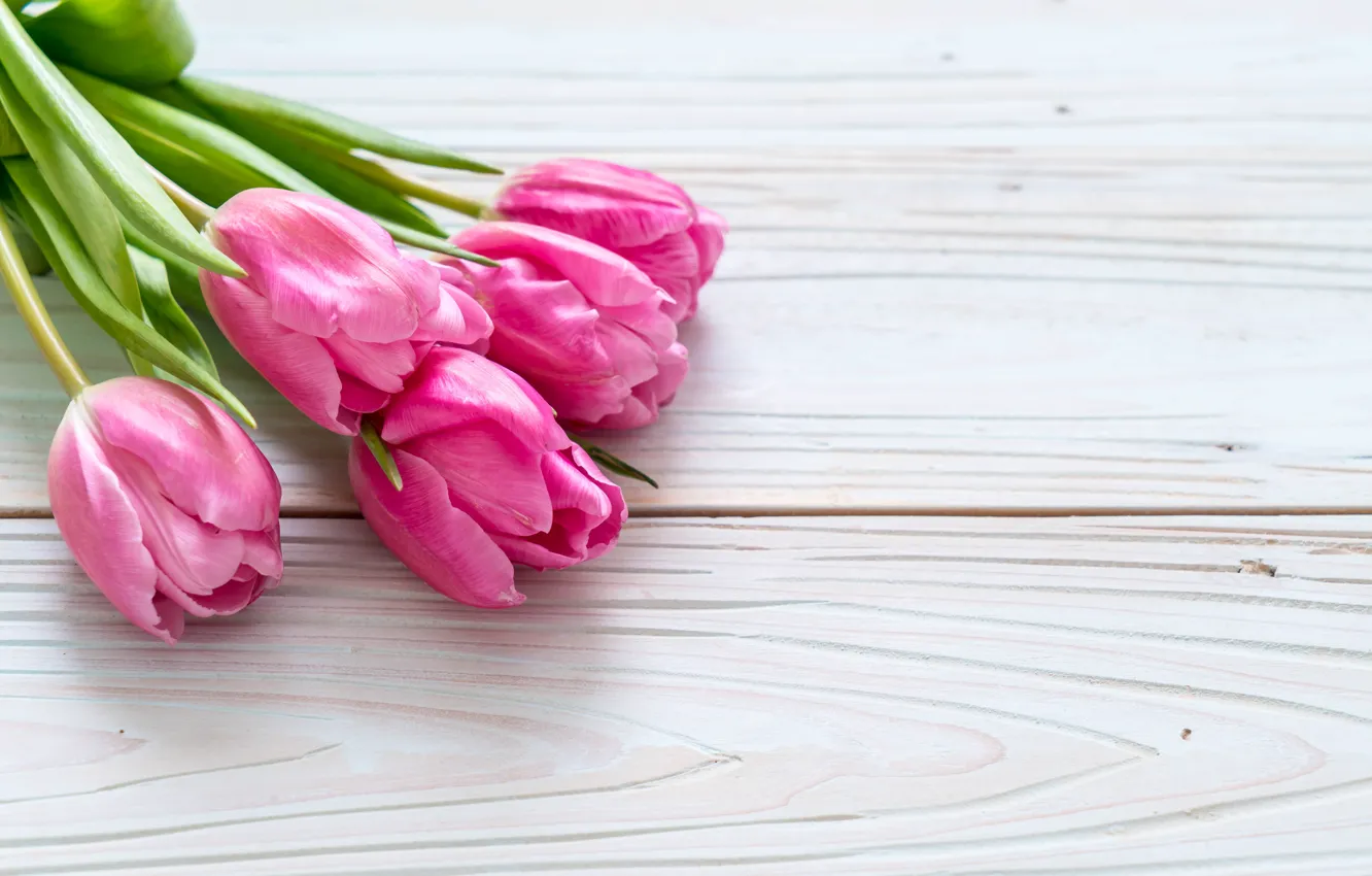 Фото обои цветы, розовый, тюльпаны