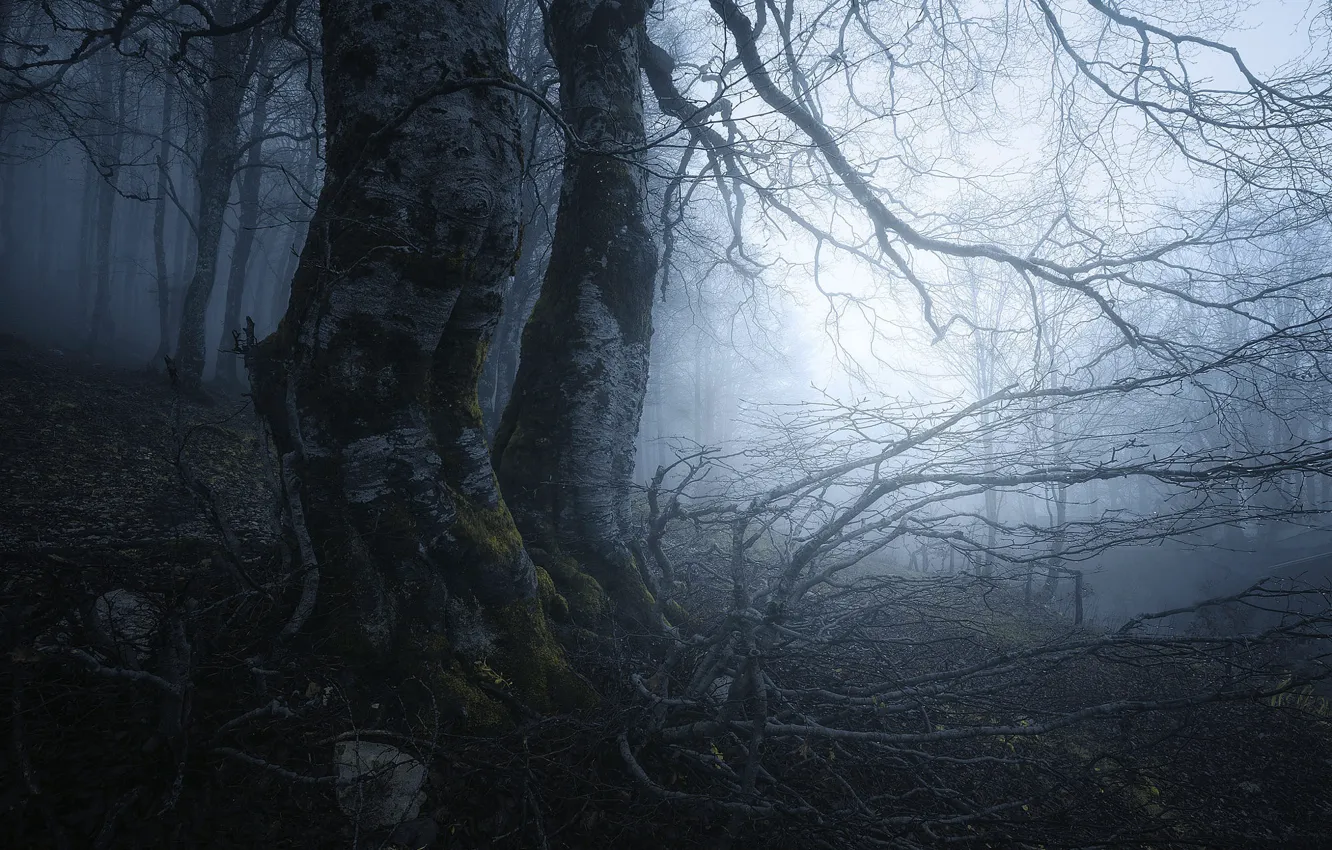 Фото обои лес, деревья, ветки, туман