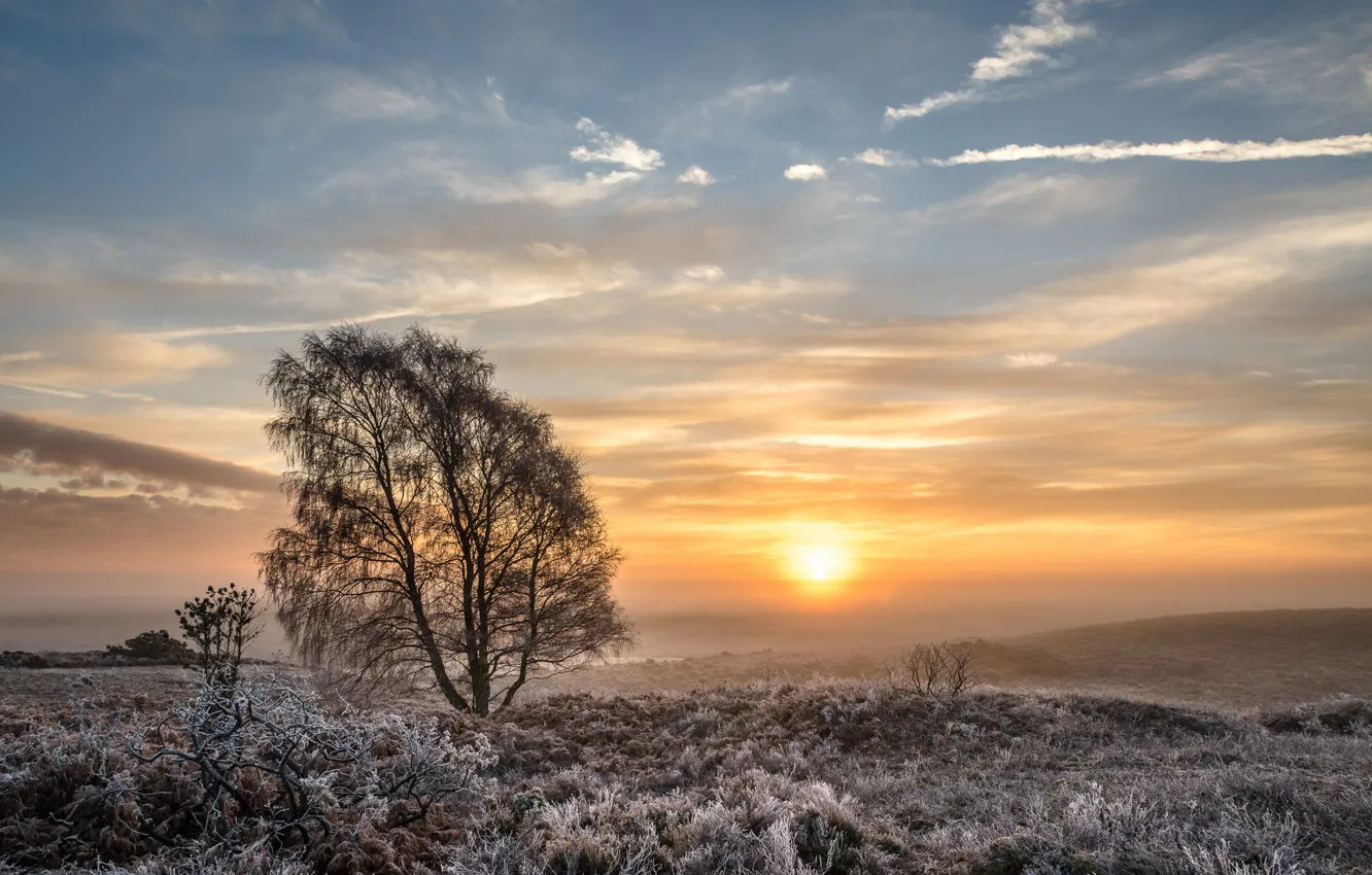 Фото обои зима, поле, дерево, утро