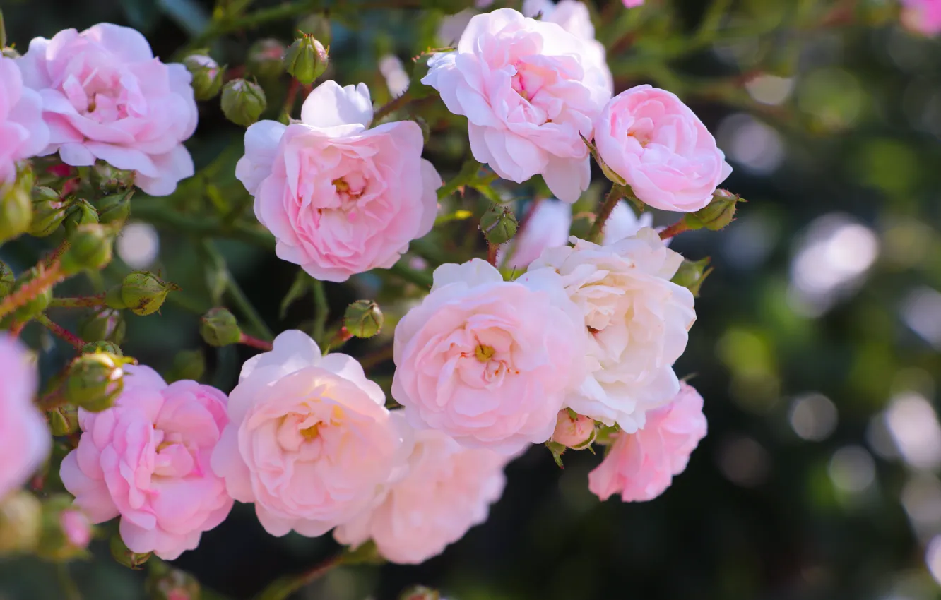 Фото обои куст, розы, ветка, сад, розовые