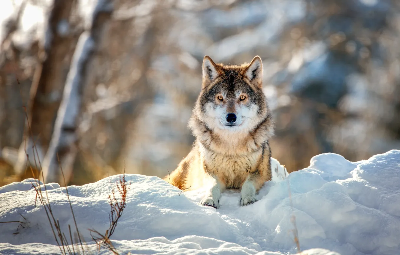 Фото обои зима, снег, природа, фон, волк, лежит