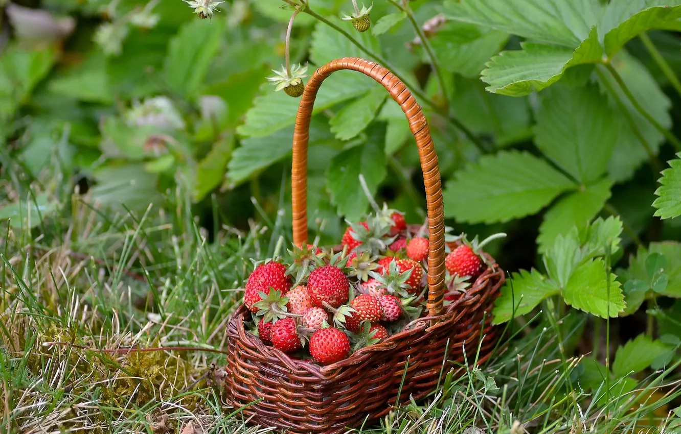 Фото обои ягоды, земляника, корзинка