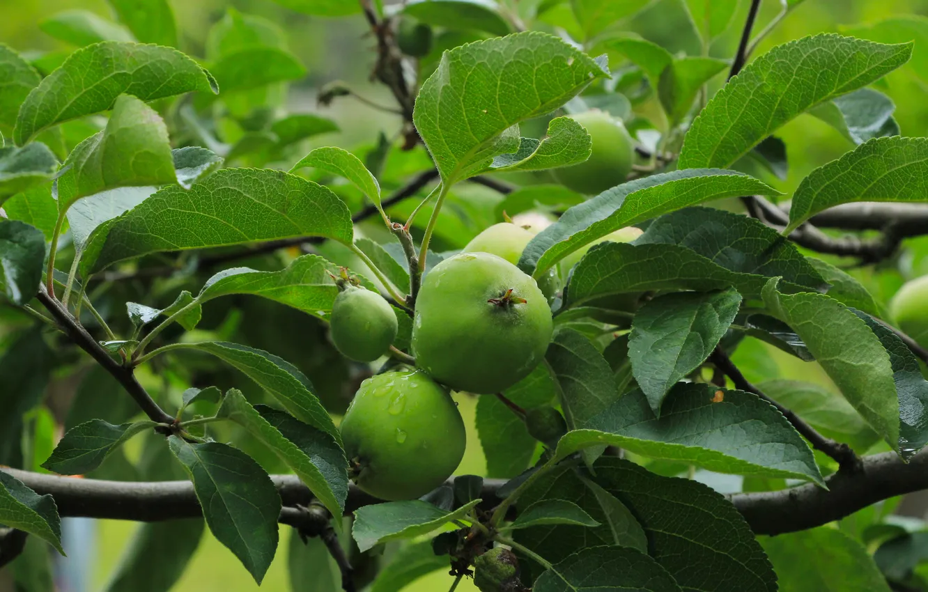 Фото обои apple, tree, fruit