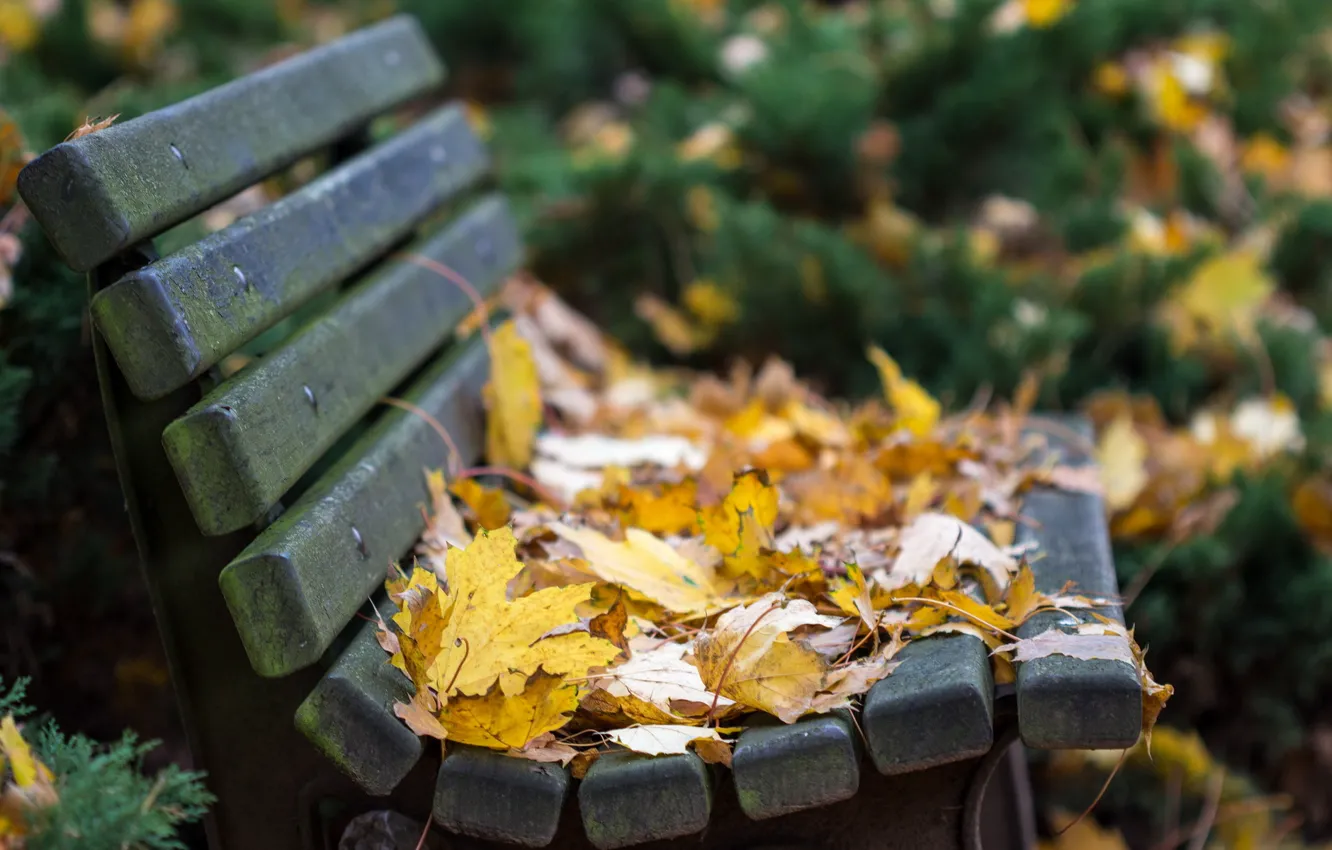 Фото обои листья, природа, autumn bench
