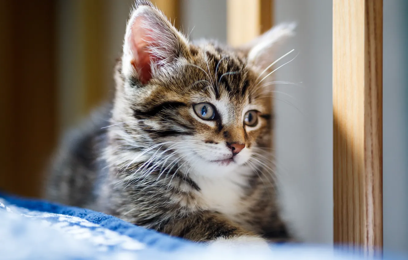 Фото обои взгляд, портрет, малыш, мордочка, котёнок