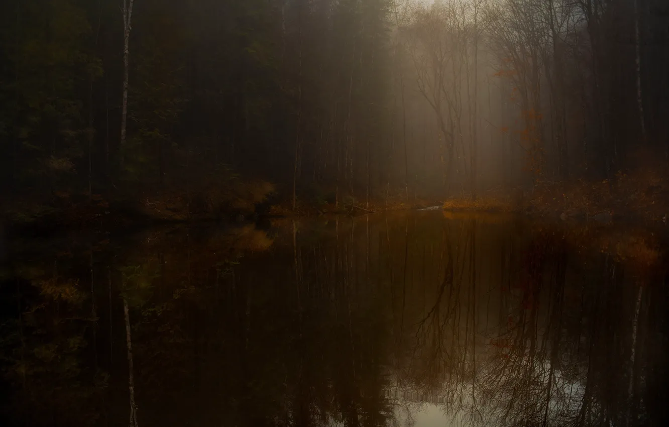 Фото обои лес, деревья, ветки, туман, озеро, отражение, сумерки, водоем