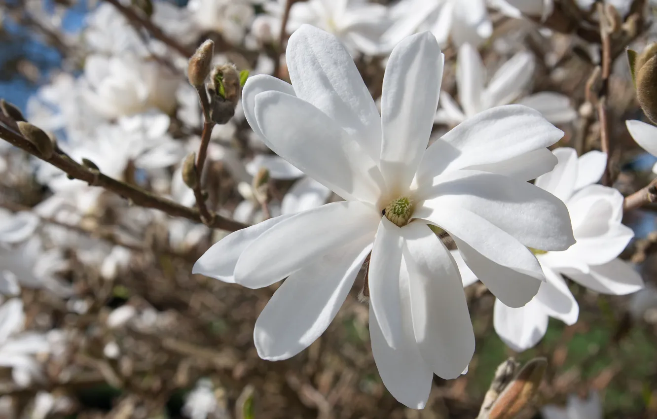 Фото обои белый, дерево, весна, магнолия