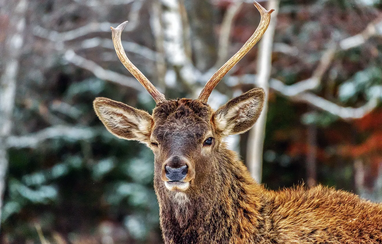 Фото обои зима, природа, животное, олень, марал, Максим Усанин