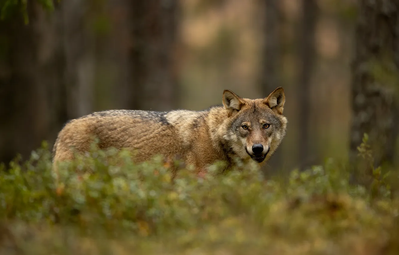Фото обои fantasy, nature, art, snow, predator, face, animal, wolf