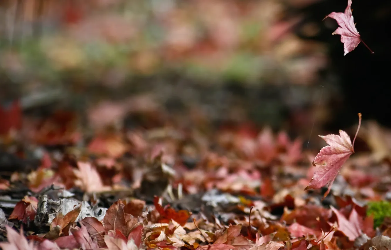 Фото обои осень, природа, листва, паутина