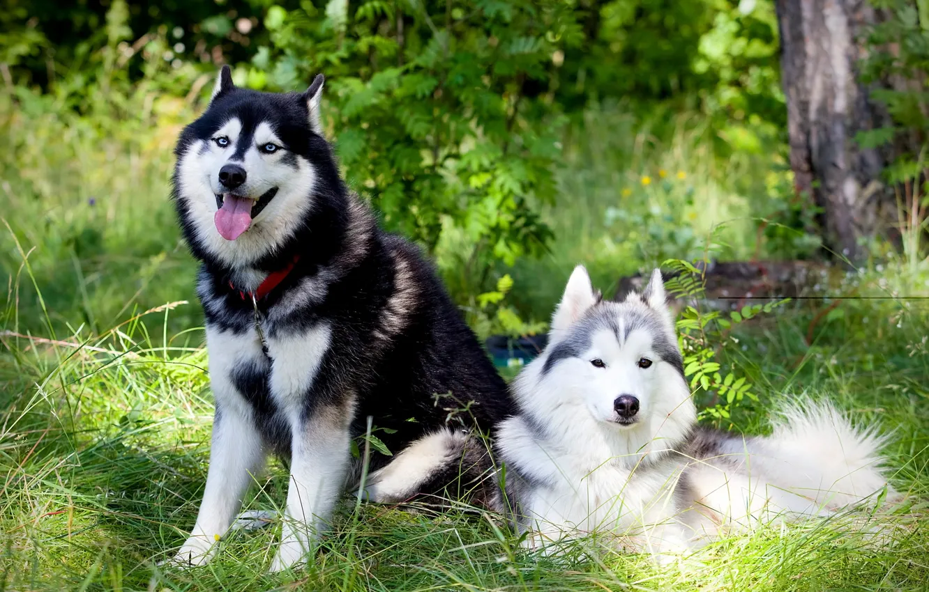 Фото обои собаки, лето, друзья