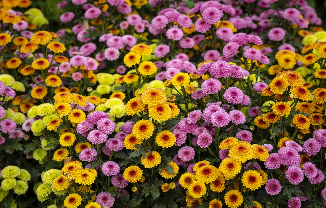 Фото обои цветы, желтые, розовые, клумба, хризантемы, много