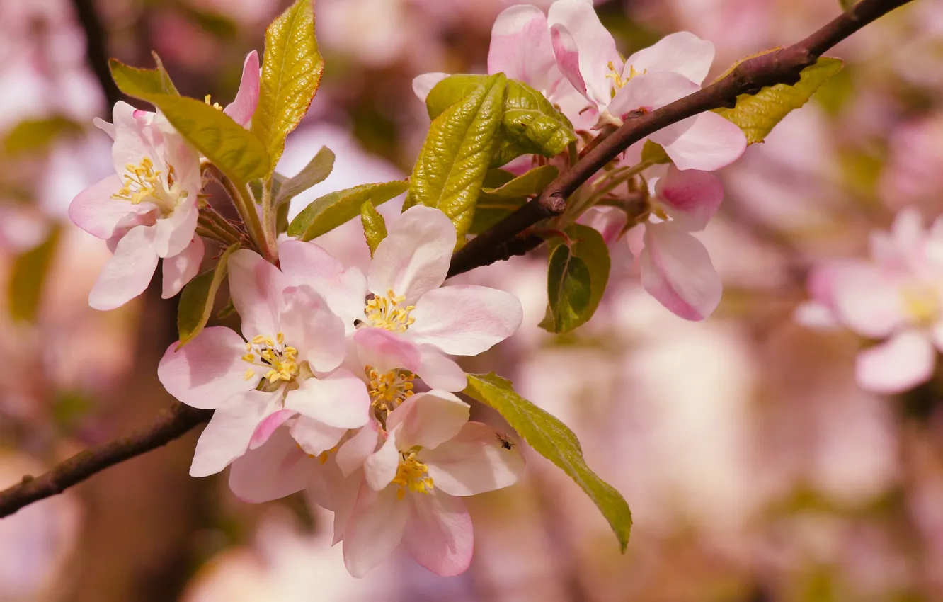 Фото обои spring, twig, blooming
