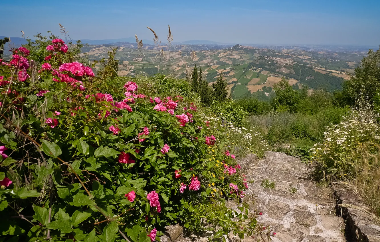 Фото обои цветы, поля, лестница, италия