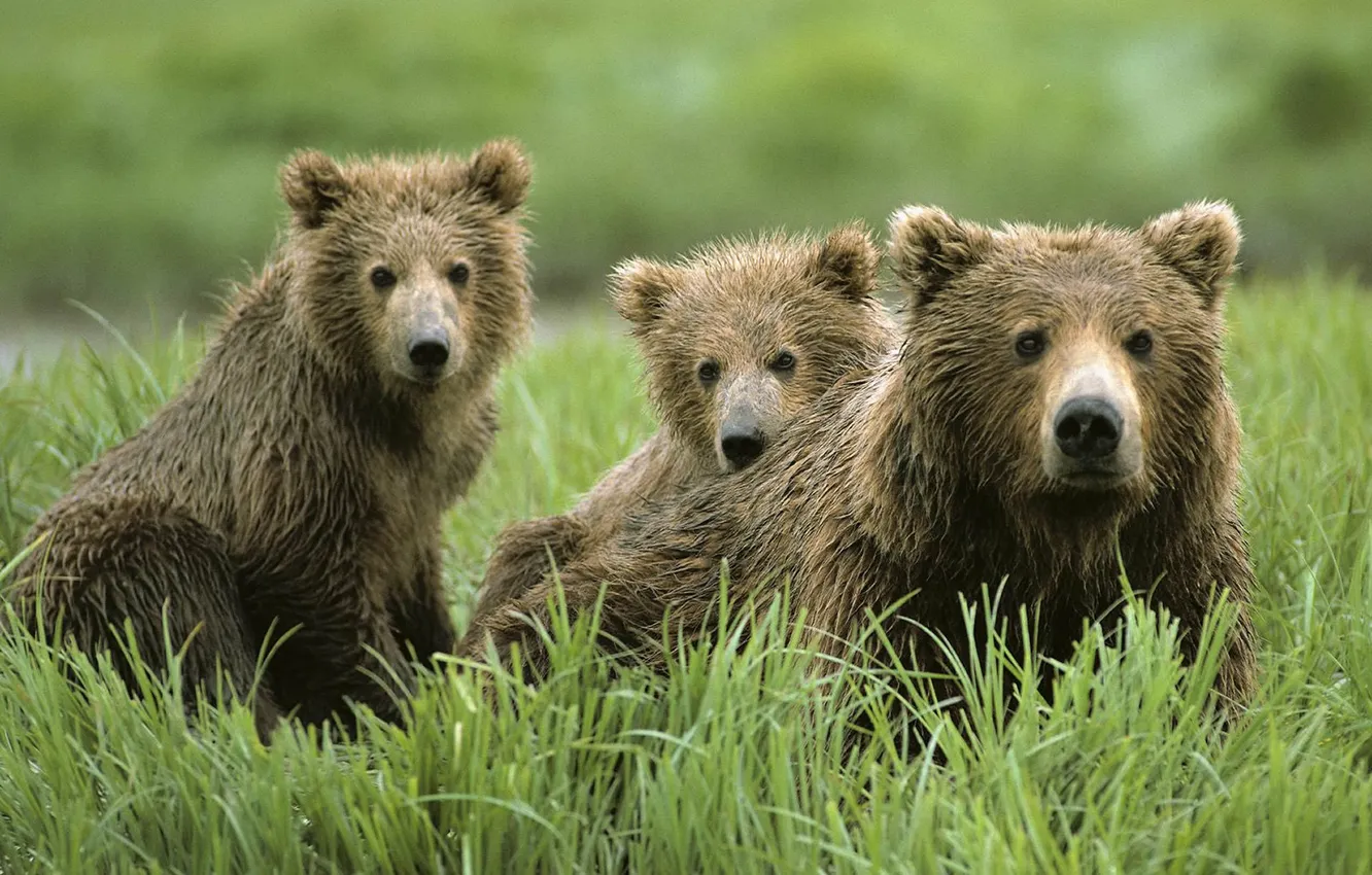 Фото обои трава, природа, обои, медведи, семя, wallpaper, медвежонок