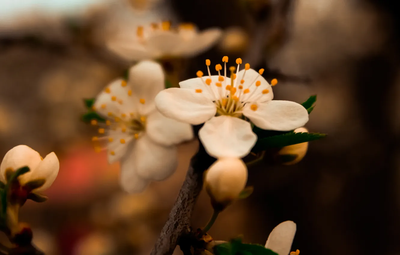 Фото обои Цветы, Природа, Весна, Лепесток