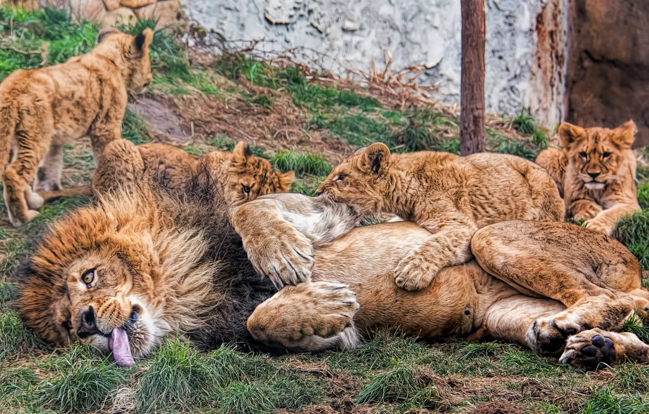Фото обои лев, котята, львы, львята, отцовство