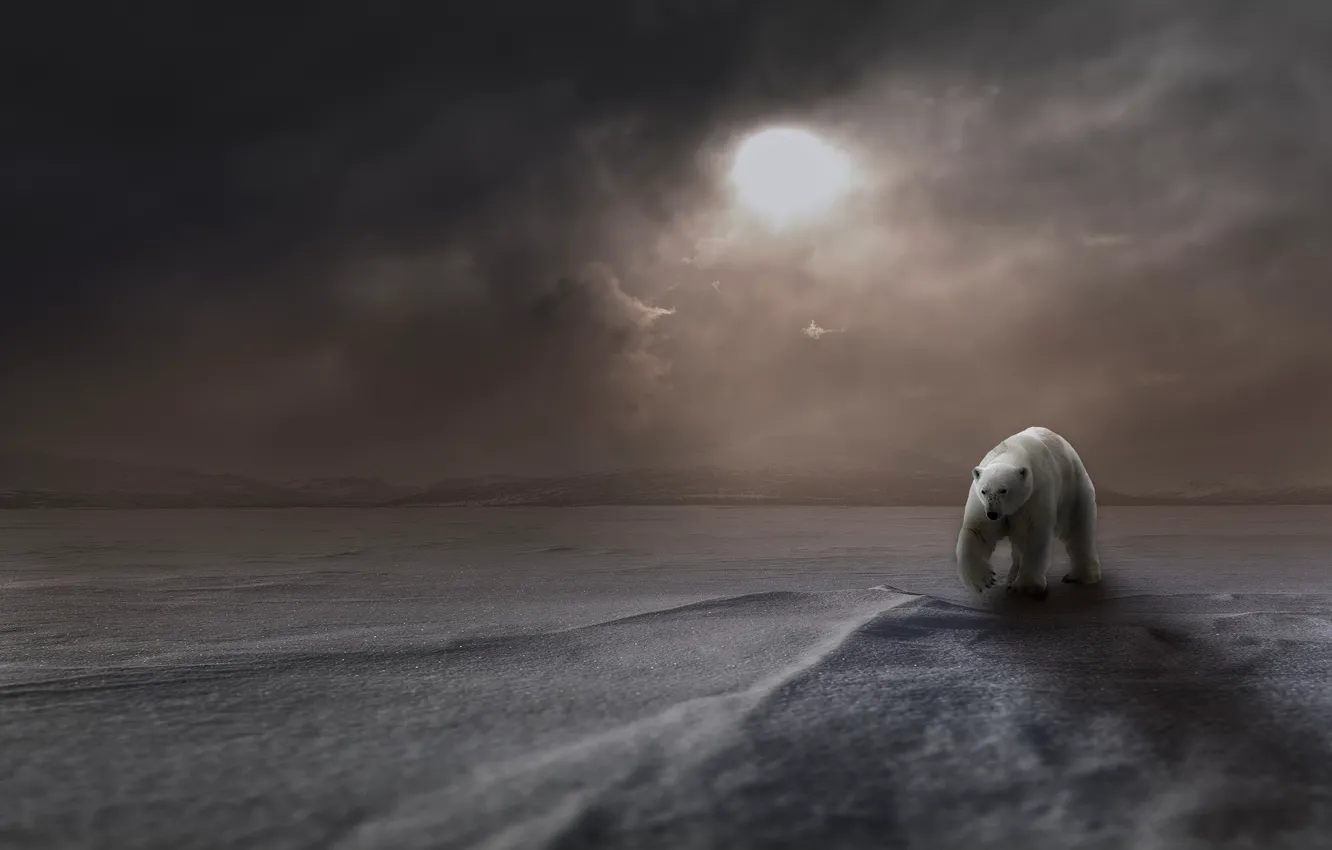 Фото обои зима, белый, солнце, снег, горы, туман, рендеринг, медведь
