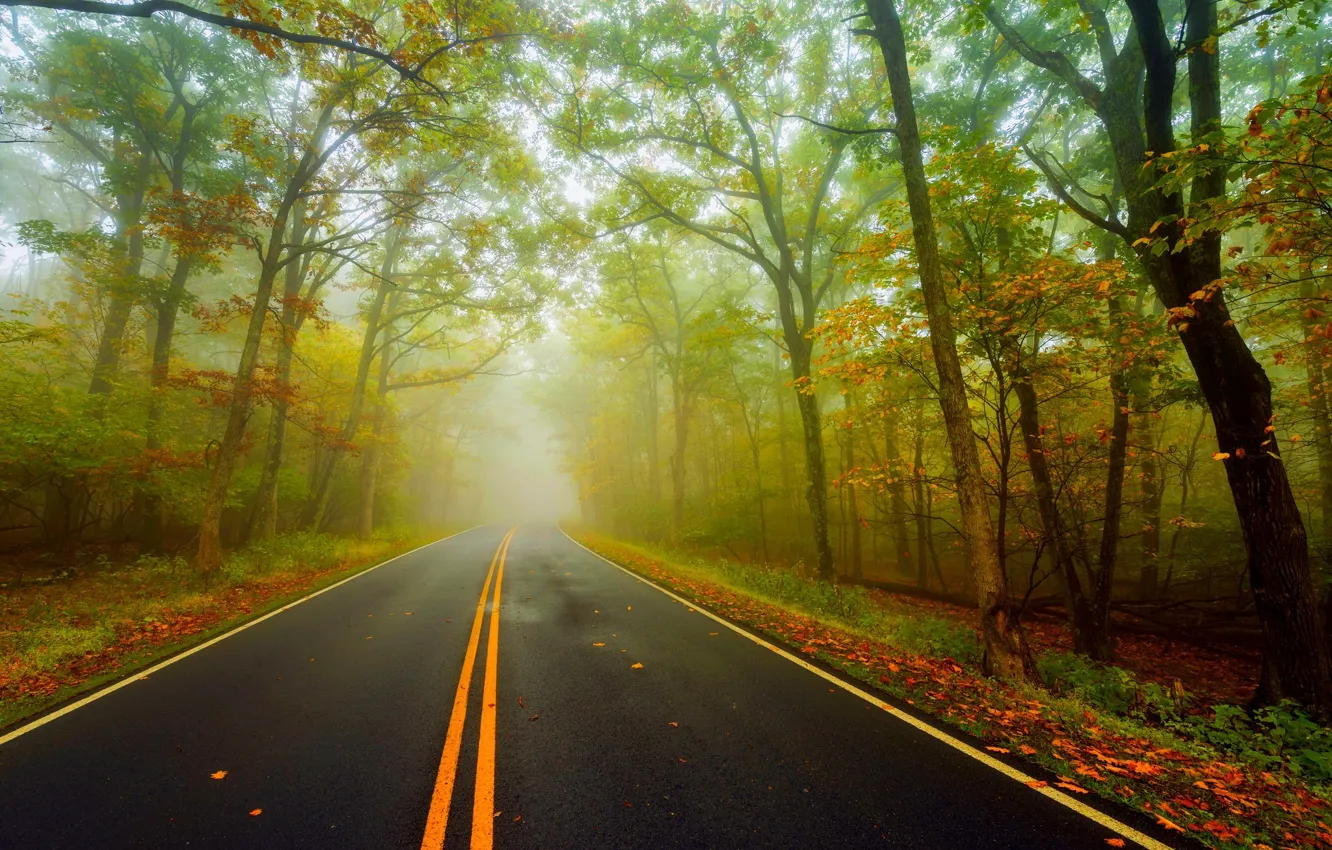 Фото обои дорога, осень, лес, листья, деревья, природа, парк, colors
