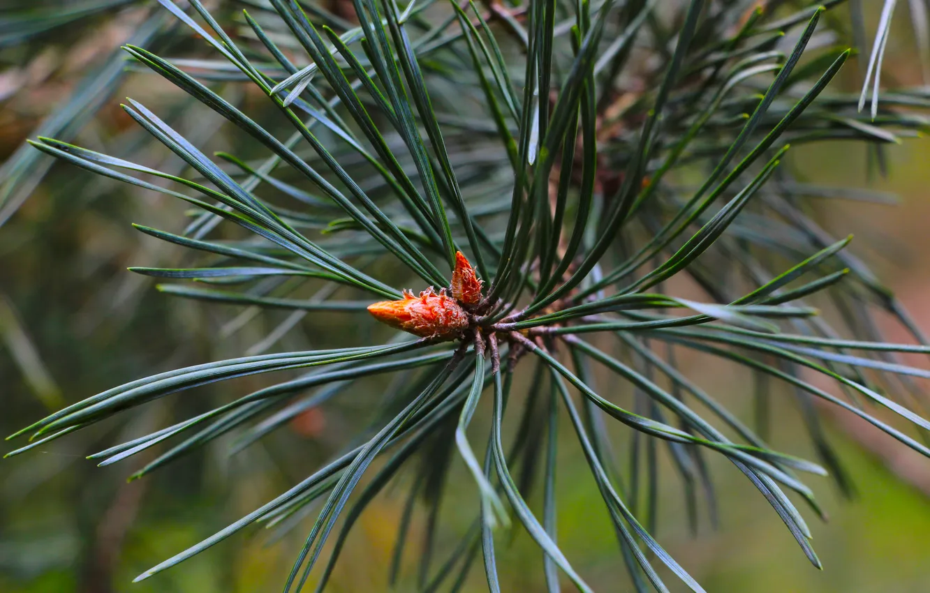 Фото обои green, pine, twig