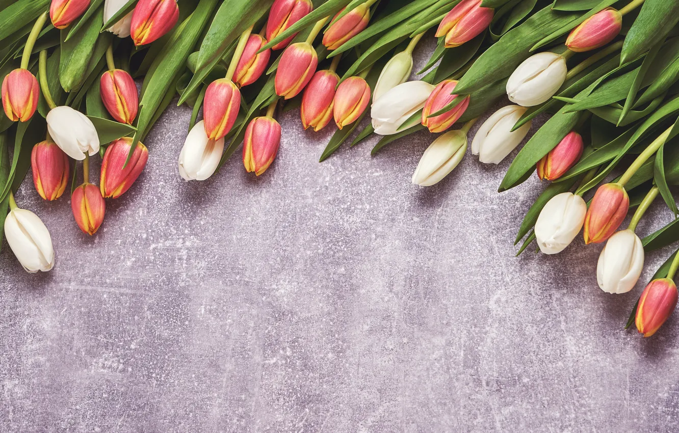Фото обои цветы, тюльпаны, red, white, flowers, tulips