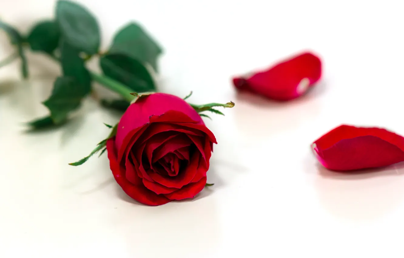 Фото обои цветок, Роза, бутоны