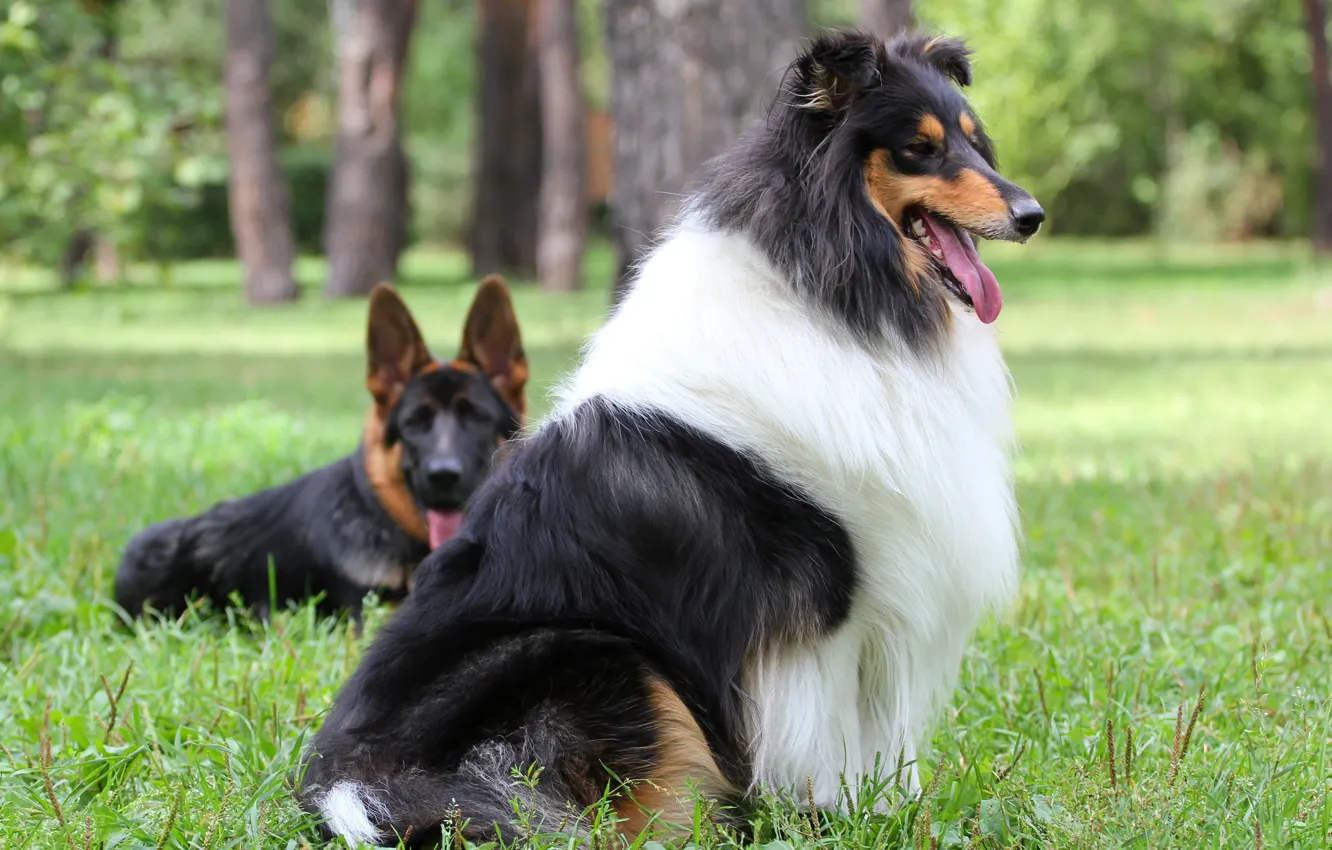 Фото обои собака, пёс, овчарка, колли