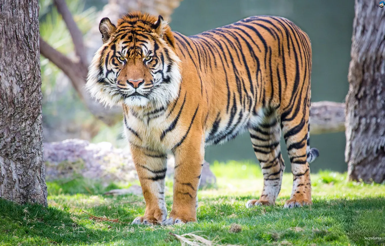 Фото обои Tiger, Powerful, Perfect Killing Machine