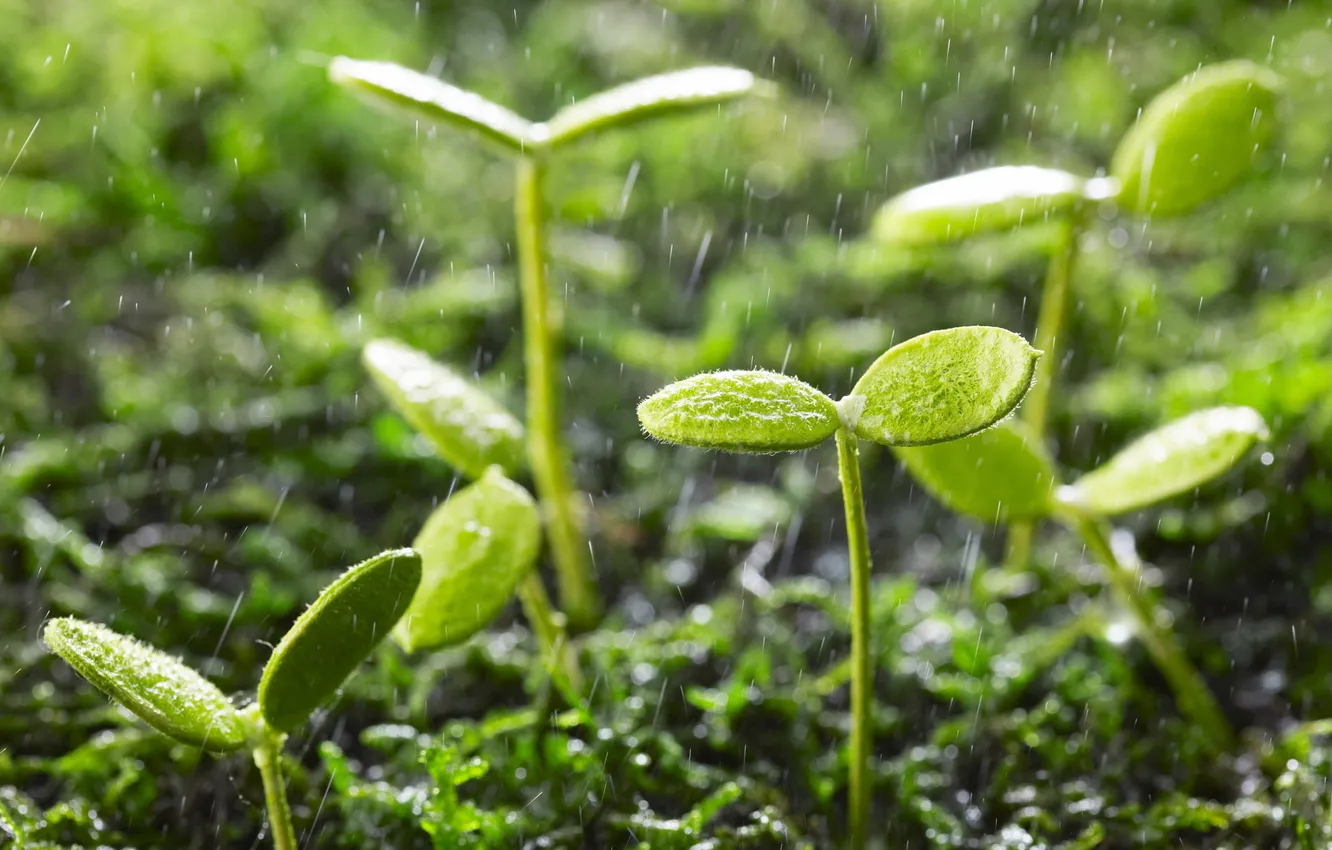 Фото обои зелень, капли, ростки, дождь, растения, листочки